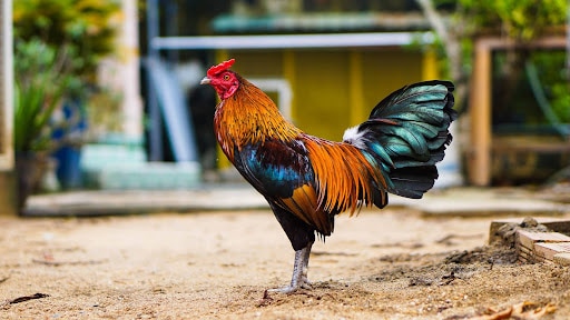 Cách Nuôi Gà Đá Cựa Sắt Có Lực – Tới Pin Tới Bo Hiệu Quả