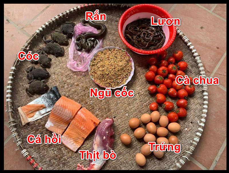 Cách Nuôi Gà Đá Cựa Sắt Có Lực – Tới Pin Tới Bo Hiệu Quả