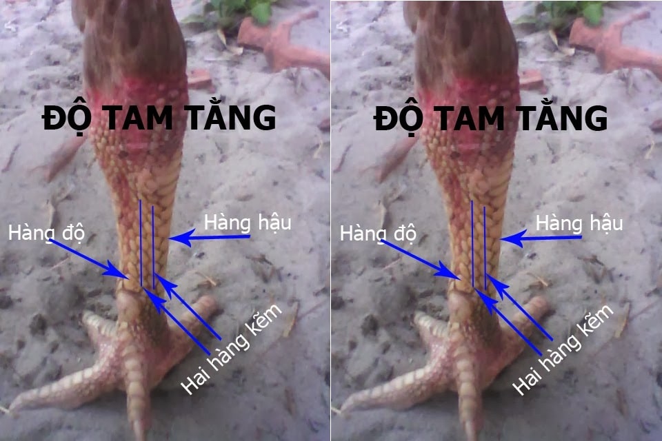 Hàng Độ Gà Chọi Là Gì? Cách Xem Hàng Độ Gà Chọi Chuẩn