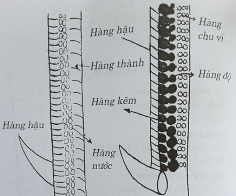 Hàng Độ Gà Chọi Là Gì? Cách Xem Hàng Độ Gà Chọi Chuẩn