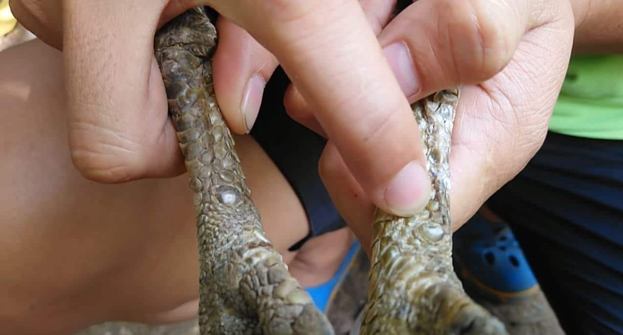 Xem Vảy Gà Đá Cựa Sắt – Phương Pháp Nhận Dạng Gà Đá Hay