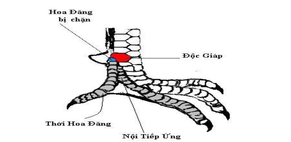 Xem Vảy Gà Đá Cựa Sắt – Phương Pháp Nhận Dạng Gà Đá Hay