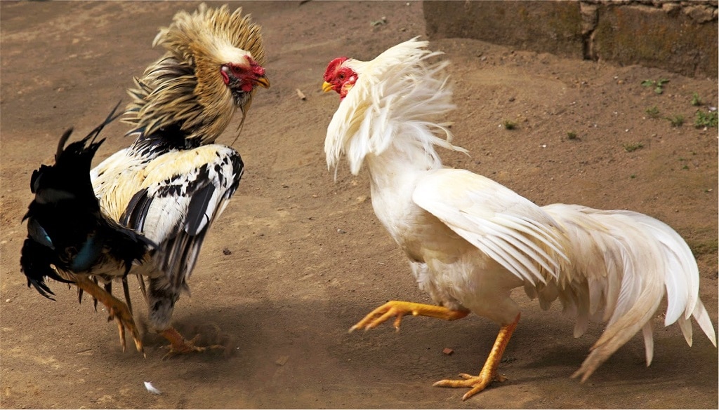 Tham Khảo Cách Chọn Gà Đá Cựa Sắt Hay, Sở Hữu Ngay Những Chiến Binh Hùng Mạnh