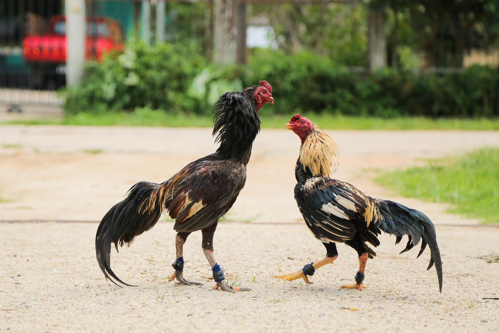 Tham Khảo Cách Chọn Gà Đá Cựa Sắt Hay, Sở Hữu Ngay Những Chiến Binh Hùng Mạnh