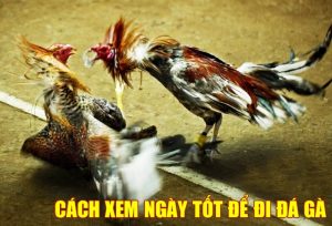 cach-xem-ngay-da-ga-1