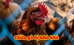 ga-bi-so-mui-kho-khe-1