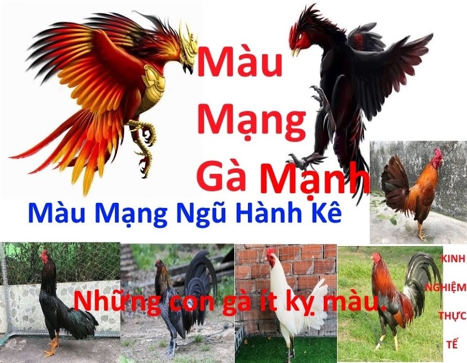 Hôm Nay Đá Gà Màu Gì? Khám Phá Ngay Ngày Thịnh – Ngày Vong Của Chiến Kê