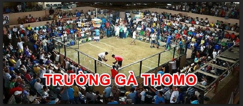 Giới Thiệu Đá Gà Thomo – Địa Chỉ Xem Đá Gà Trực Tuyến Mới Nhất
